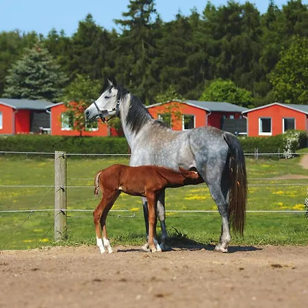 Am Garder Mit Panorama * Lohmen (Mecklenburg-Vorpommern)