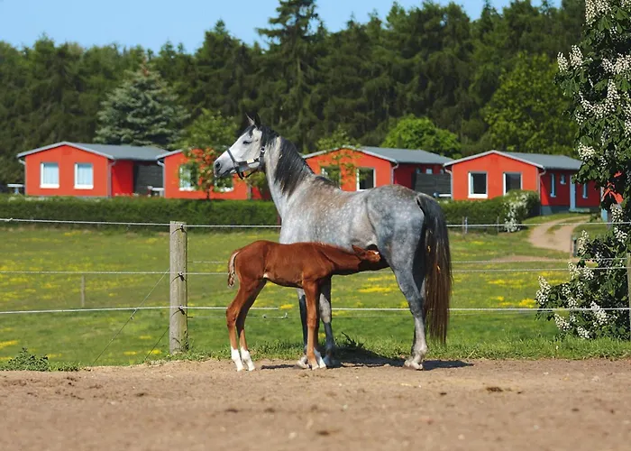 Am Garder Mit Panorama * Lohmen (Mecklenburg-Vorpommern)